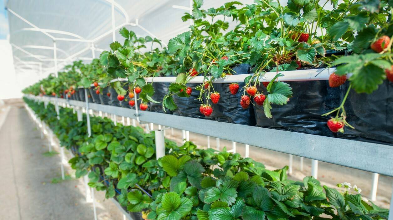 Growing strawberries in a greenhouse. Harvesting.